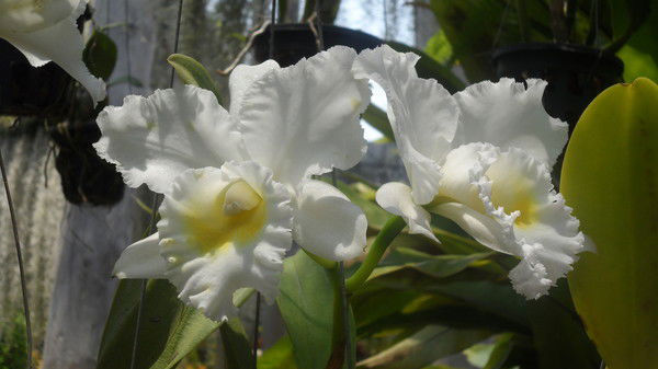 Дамежан Кайсенова