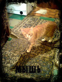 Айна Кострыкина