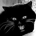 Анна Шакирова