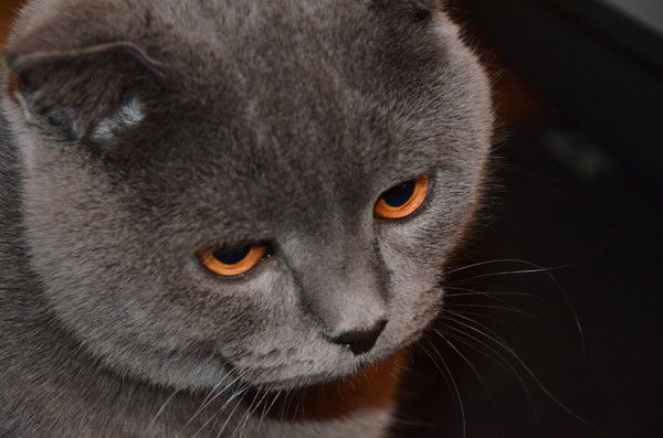 Сашка Клименко