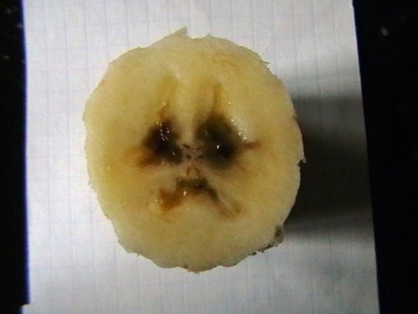 Сергей Юшманов