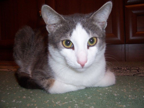 Кирилл Докучаев