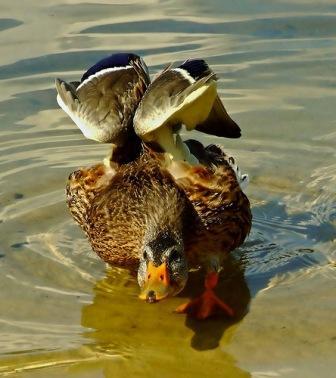 Владимир Медведев