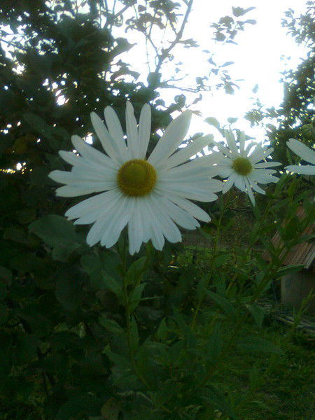 Галина Раевская