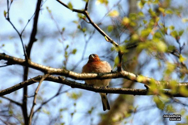 Вячеслав Коваленко