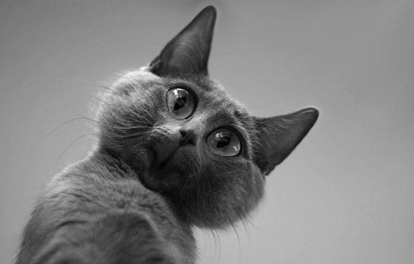 Лариса Максимова