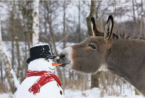 Снежана Инанец