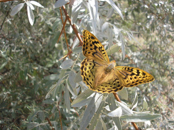 Евгений Петряев
