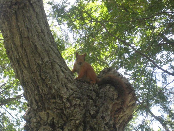 Наталья Синицына