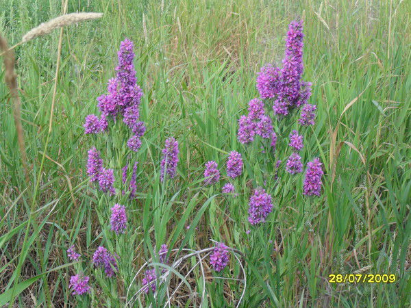 Ольга Миндиярова