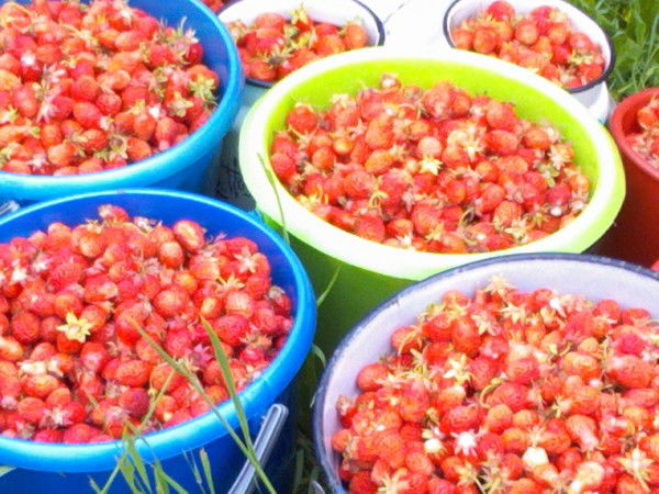 Николай Кириллов