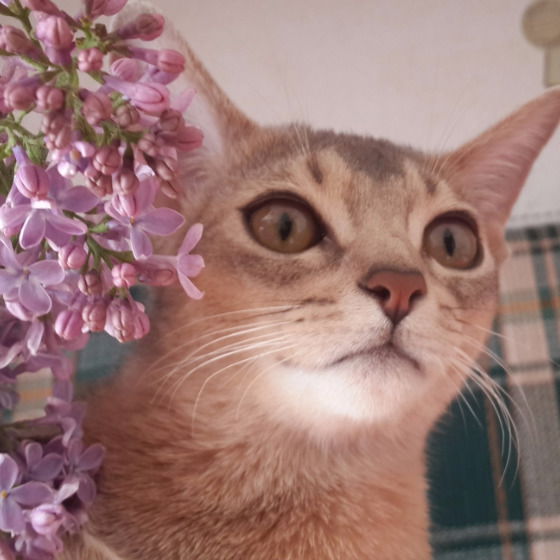 Дарья Силушина