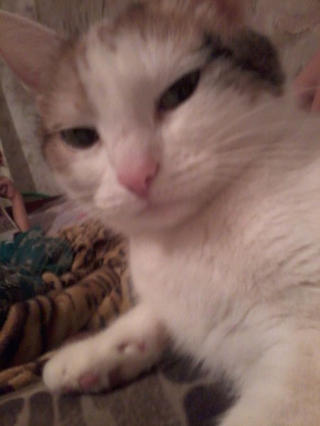 Артем Алексушин