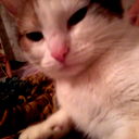 Артем Алексушин