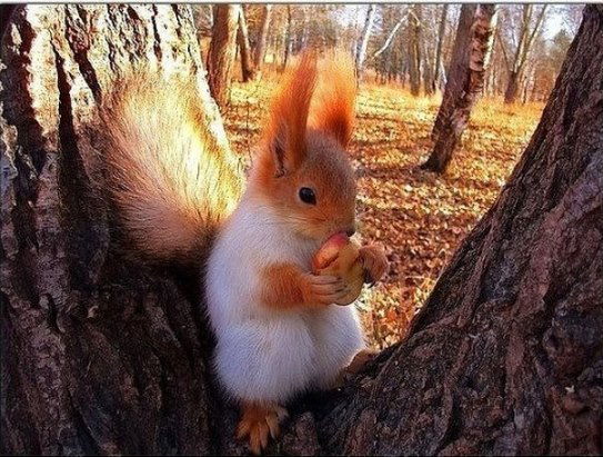 Наташа Солдатова