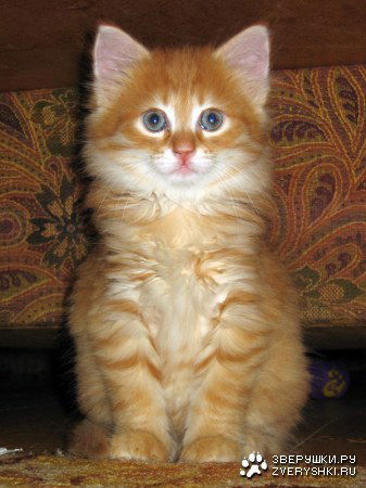 Галина Леонтьева