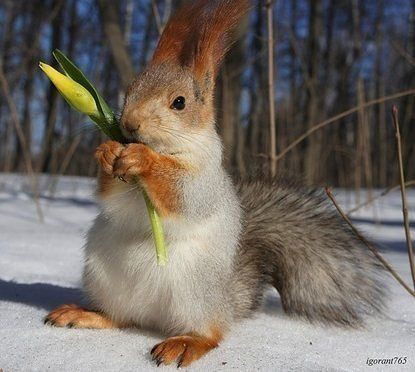 Лена Антонова