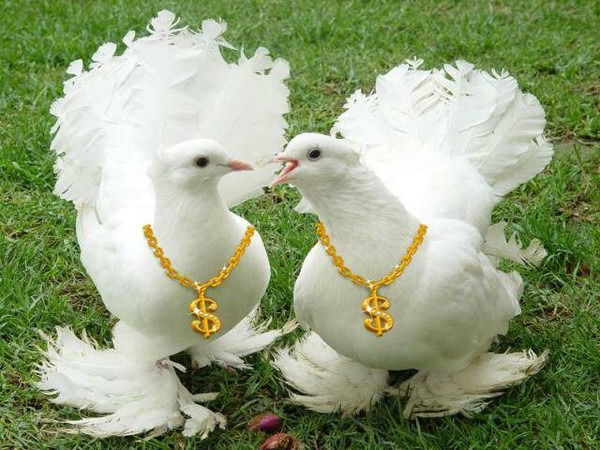 Шайгуль Ибраева