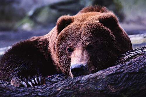 Михаил Шабуров