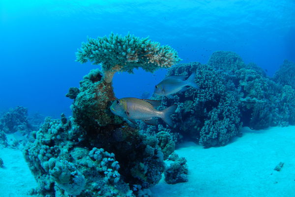 Татьяна Коноплева