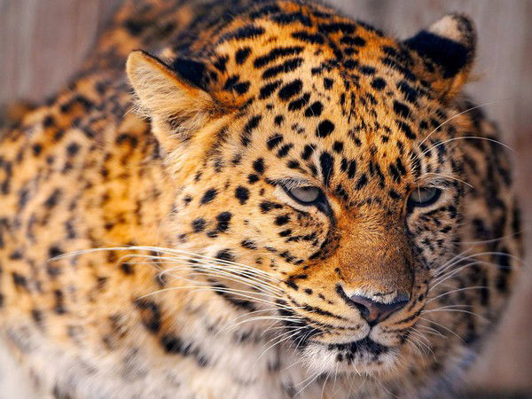 Дмитрий Дьяченко