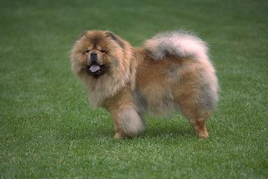 Анатолий Ревуцкий