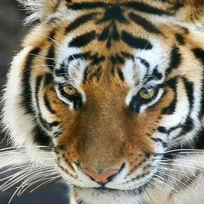 Светлая Сластюк