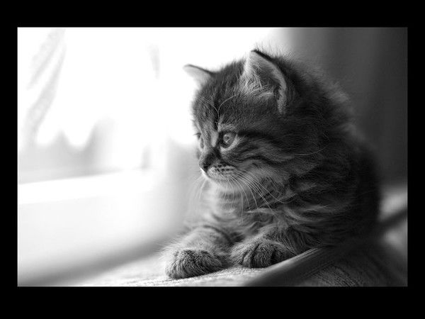 Шегурова Ольга