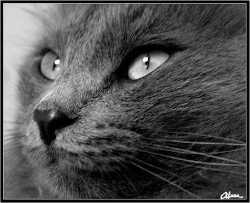 Иван Некрылов