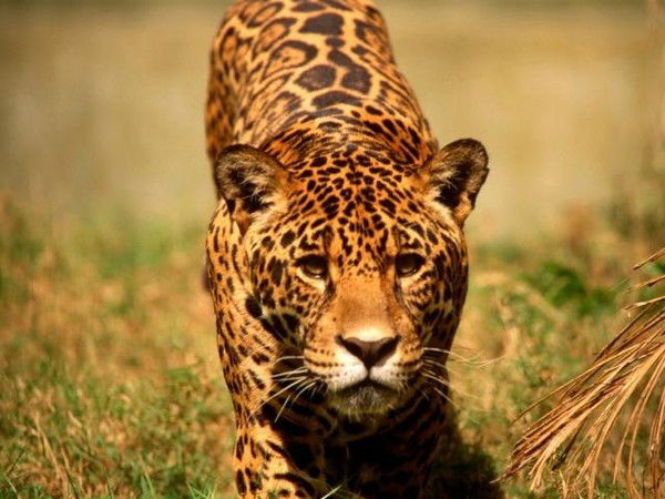 Ирина Волвенко