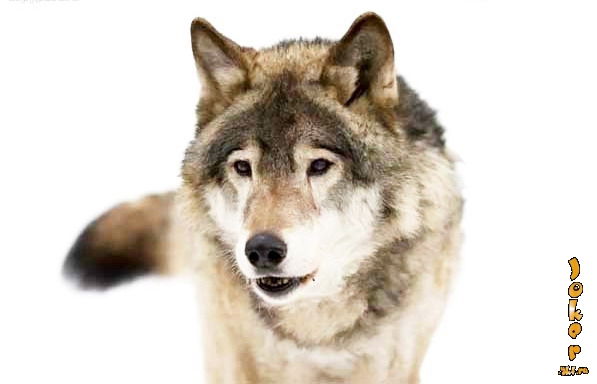 Егор Акимов