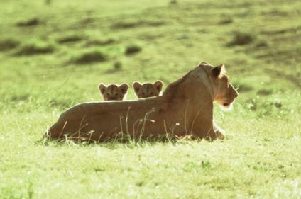 Елена Ласкина
