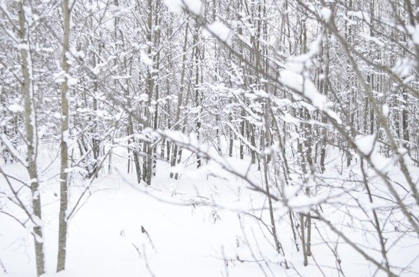 Алена Пермякова