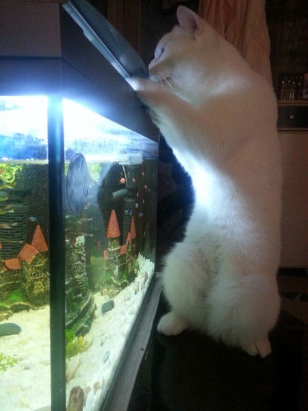 Сашулька Kozlova