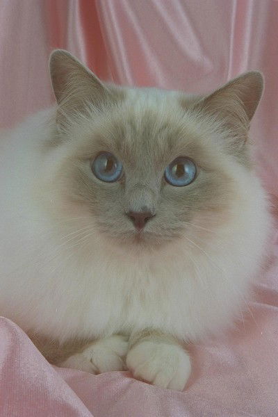 Людмила Балицкая