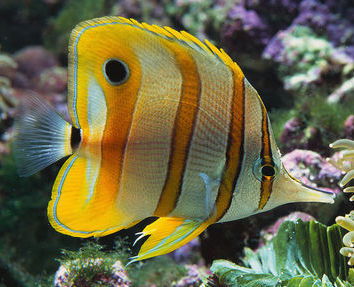 Яна Королевнина