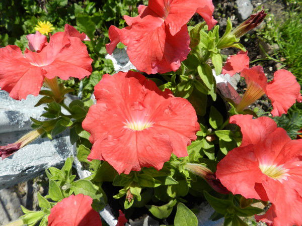 Наталья Кудрявцева