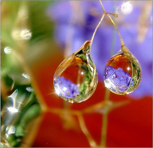 Елена Шуляк