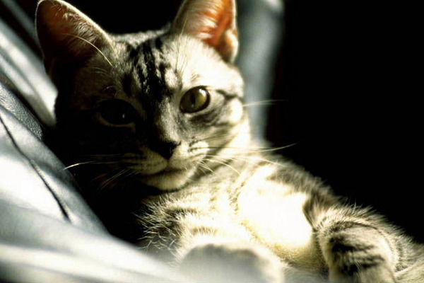 Игорь Шихов