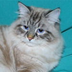 Незнайка Невская Сказка