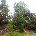 Айнагуль Шагирова