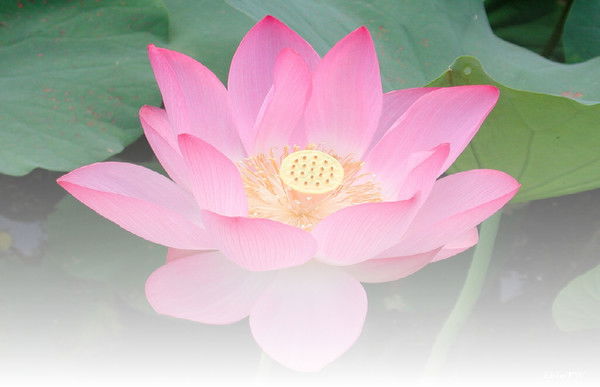 Светлана Воробьева