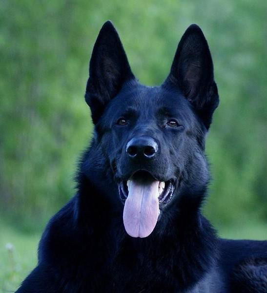 Роман Нимяев