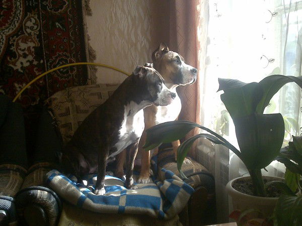 Эдуард Петров