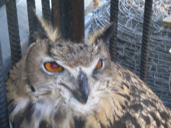 Владимир ***