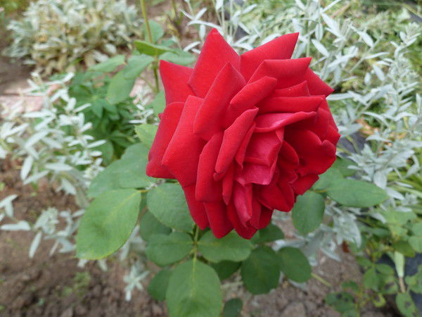 Зинаида Вашурина