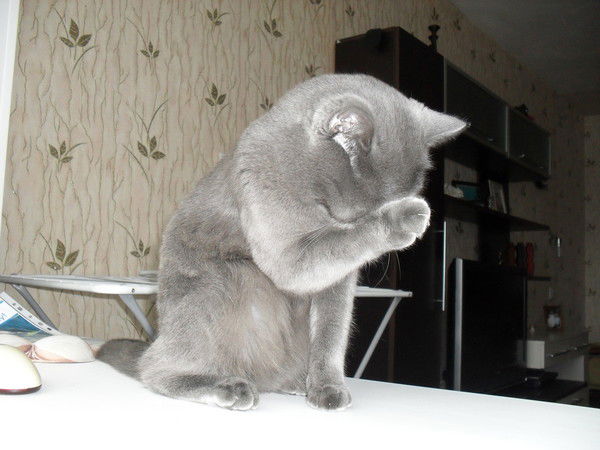 Элина Никулина