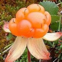 Олег Морошкин