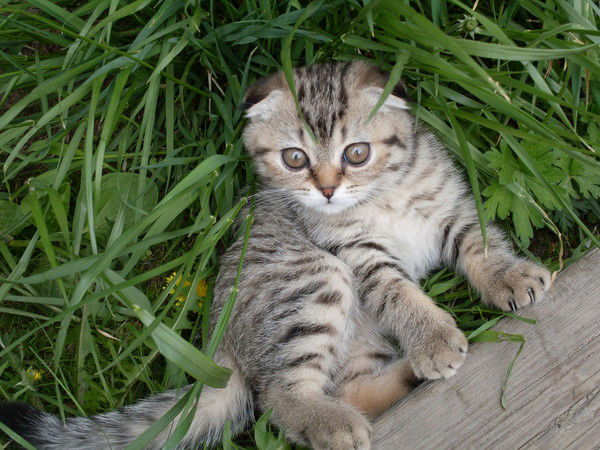 Александр Зверев