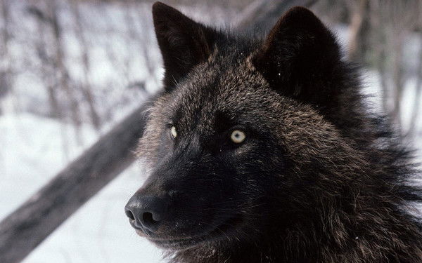 Асель Абулкасова